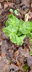 Trillium sessile