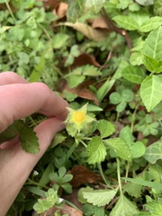 Potentilla indica