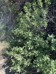 Lepechinia cardiophylla