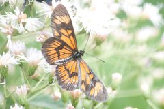 Actinote surima surima