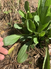 Angiospermae