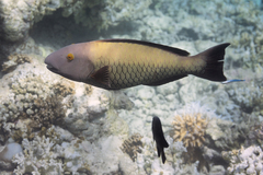 Cetoscarus ocellatus