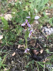 Ophrys scolopax apiformis