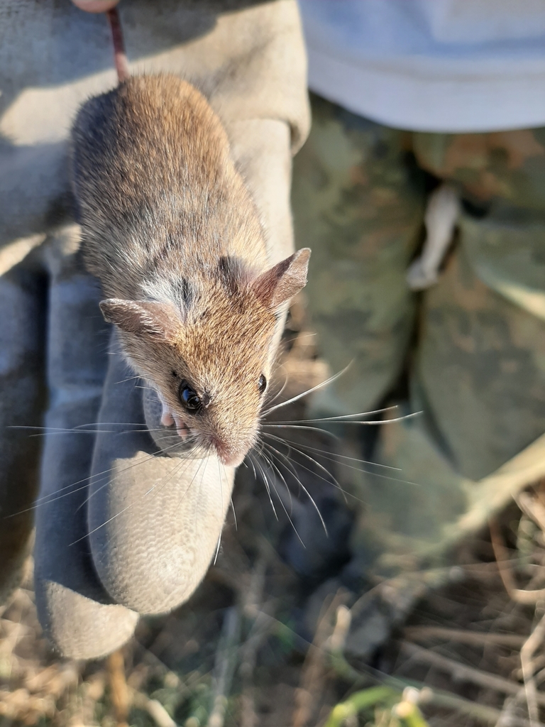 Steppe Field Mouse