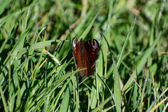 Aglais io