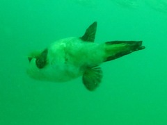 Arothron immaculatus