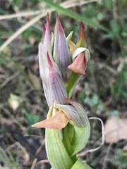 Serapias parviflora