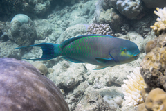 Chlorurus strongylocephalus