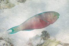 Chlorurus strongylocephalus