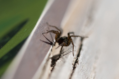 Pardosa