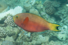 Chlorurus strongylocephalus