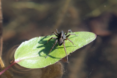 Pardosa