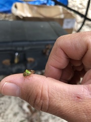 Smilia fasciata