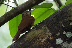 Xiphorhynchus elegans