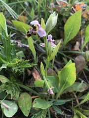 Ophrys scolopax apiformis