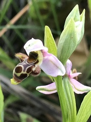 Ophrys scolopax apiformis