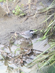 Motacilla alba