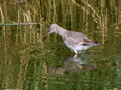 Tringa totanus