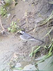 Motacilla alba