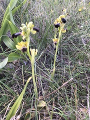Ophrys fusca