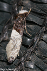 Trichophaga tapetzella