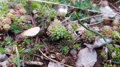 Sedum rubens