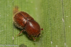Dactylotrypes longicollis