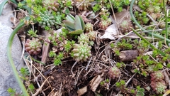 Sedum rubens