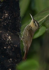 Xiphorhynchus fuscus