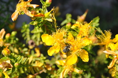 Hypericum balearicum