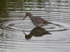 Tringa totanus