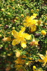Hypericum balearicum