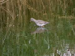 Tringa totanus