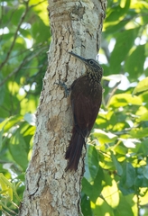 Xiphorhynchus guttatus