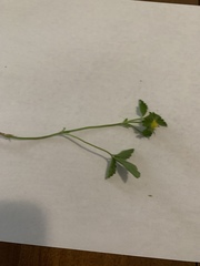 Potentilla indica