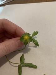 Potentilla indica