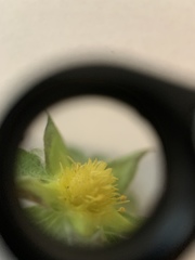 Potentilla indica