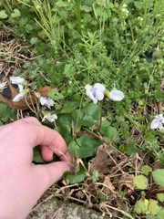 Viola sororia