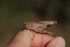 Platycleis intermedia