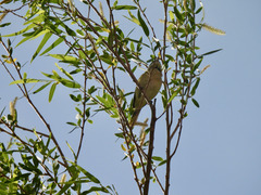Vireo bellii