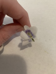 Viola sororia