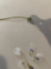 Viola sororia