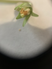 Viola sororia