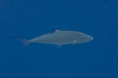 Scomberoides