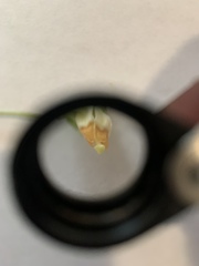 Viola sororia