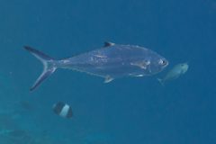 Scomberoides