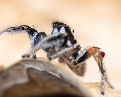 Habronattus formosus
