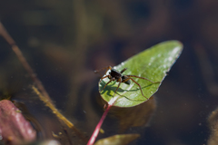 Pardosa