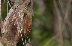 Xiphorhynchus guttatus