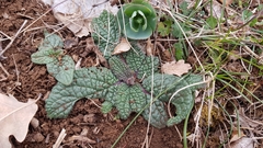 Verbascum phoeniceum